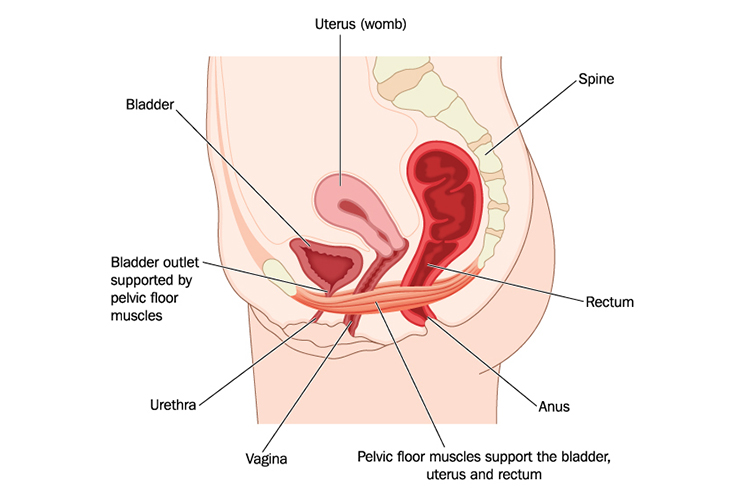 urinary incontinence drawning